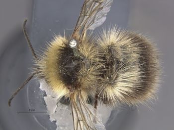 Media type: image;   Entomology 562 Aspect: habitus dorsal view
